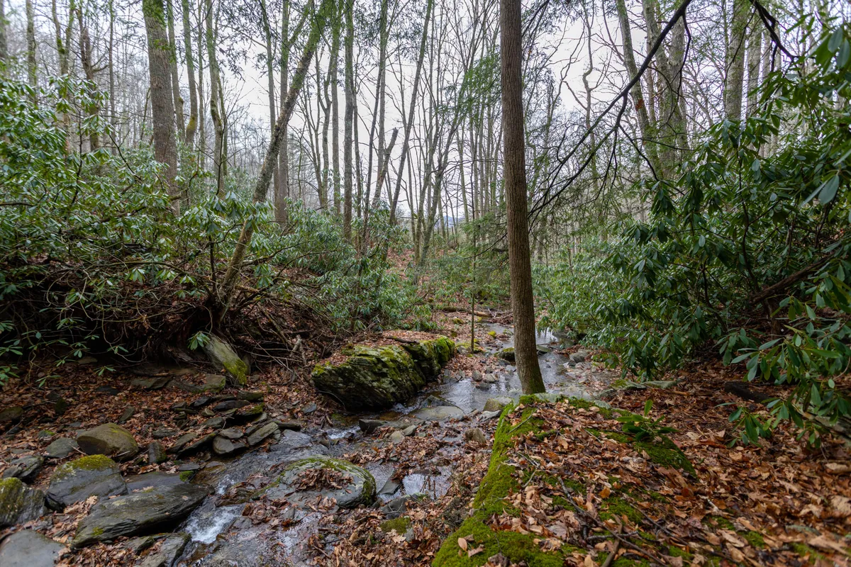 A scenic view of a rocky stream winding through moss-covered stones shaded by lush greenery, evoking the sense of discovery and outdoor adventure in the High Country.